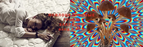 PSILOCYBIN Верхний Тагил